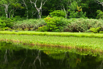沼と森の散策路　神仙沼