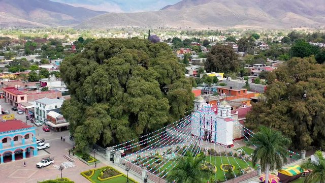 Beautiful Arbol del Tule, the widest tree in the world. Aerial orbiting video by drone. - Santa María del Tule, Oaxaca, Mexico