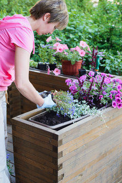 Young Asian Woman Gardener Planting Flowers In Wooden Container Pot Outside, Outdoors Planting Landscaping, Lifestyle Horizontal Closeup Stock Photo Image