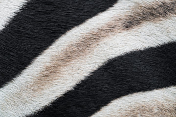 zebra stripes closeup abstract background