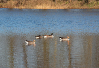 Weißwangengänse machen Rast auf einem See
