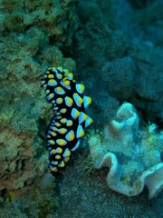 Fototapeta na wymiar The amazing and mysterious underwater world of Indonesia, North Sulawesi, Manado, sea slug