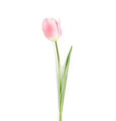 Beautiful pink spring tulip isolated on white, top view