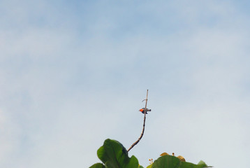 Dicaeum trochileum or Scarlet-headed flowerpecker bird perch on the branch. viw from below