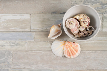 white shells on a wooden Board