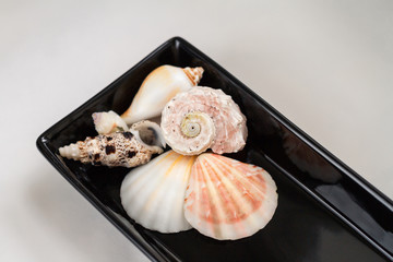 sea shells in a black ceramic plate