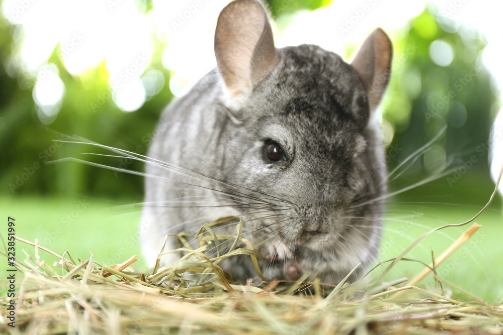 Wall mural cute funny grey chinchilla with hay on green grass, closeup