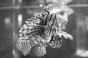 Blanco y Negro