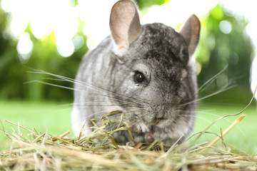 Cute funny grey chinchilla with hay on green grass, closeup