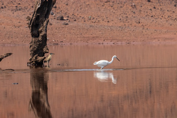 Egret