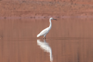 Egret