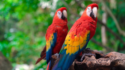 Naklejka na ściany i meble Colorful Macaw Parrot on the tree