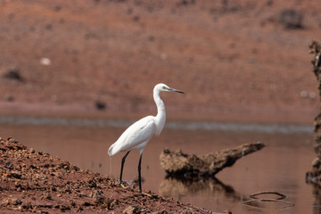 Egret