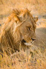 Plakat Lion