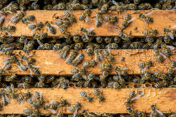 closeup of bees on honeycomb in apiary