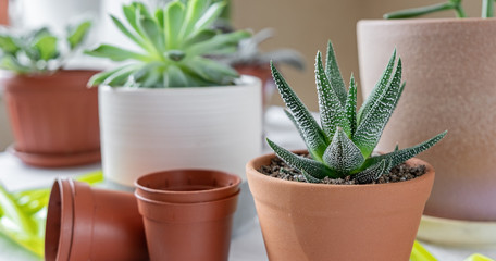 Various plants in different pots on table. Haworthia in a ceramic pot. Concept of indoor garden home.