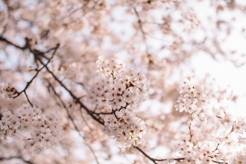 벚꽃