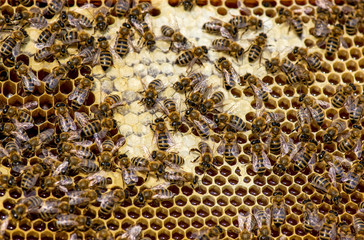 closeup of bees on honeycomb in apiary