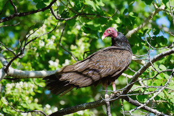 A Turkey Vulture perched in a tree on a bright sunny day
