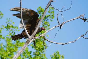 A Turkey Vulture landing in a tree on a bright sunny day