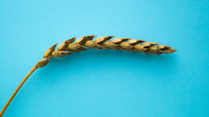 One branch of wheat is located on a blue background.  Horizontal postcard.  Copy space.