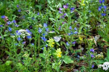 Beautiful view macro photo. Blooming green meadow after the rain. Butterfly with dew drops. Background for presentation and booklet.
