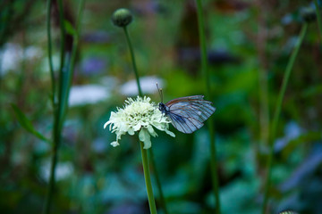 Beautiful view macro photo. Blooming green meadow after the rain. Butterfly with dew drops. Background for presentation and booklet.