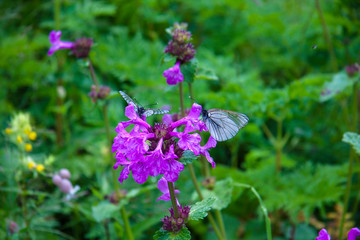 Beautiful view macro photo. Blooming green meadow after the rain. Butterfly with dew drops. Background for presentation and booklet.
