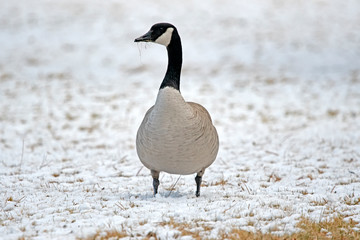 Canadian Goose in the snow - Reno - USA