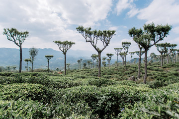 Obraz premium Tea plantation. Green, fresh, tea leaves growing on the plantation, in the sun. Fields in Haputale, Sri Lanka. Photo taken in Nuwara Eliya.