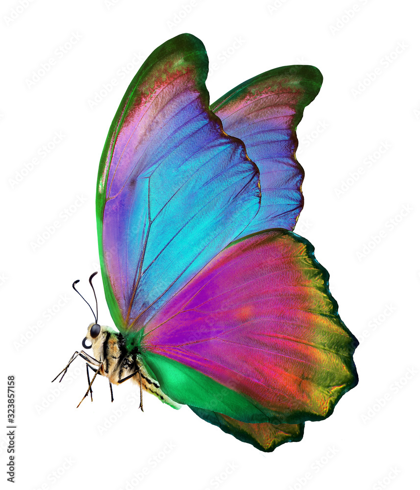 Aufkleber bright colorful morpho butterfly isolated on white. bright colorful butterfly in flight. beautiful m