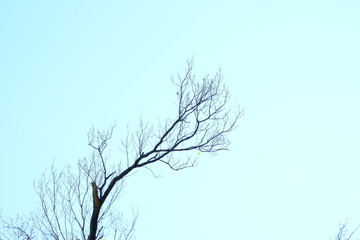 Fototapeta na wymiar winter tree