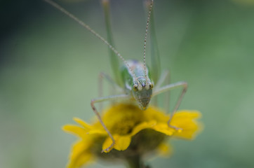 European locust (Poecilimon thoracicus) on yellow flower in the garden, Closeup view