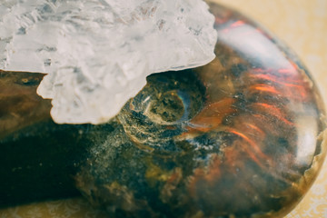 Ammonite and Selenite