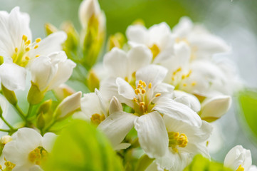 Naklejka na ściany i meble Beautiful white tung flower blooms in spring（tung tree flower）