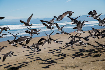 seagulls flying on the beach of Montana De Oro State Park, California