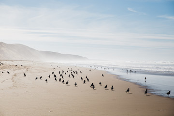 birds on foggy beach at Montana De Oro State Park, California