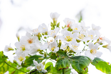 Beautiful white tung flower blooms in spring（tung tree flower）