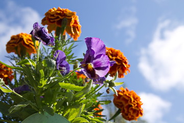 Violet tricolor (lat. Viola tricolor), or pansies against the sky