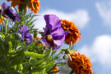 Violet tricolor (lat. Viola tricolor), or pansies against the sky