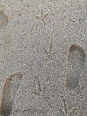 sandpeo
