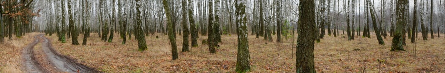 Footpath in the autumn forest. Beautiful autumn birch forest. Leafless trees, leaves have fallen. Late fall. The first snow in the autumn forest. Winter is coming soon.