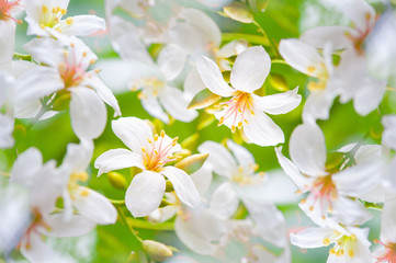 Beautiful tung flower background pattern,  white tung flower blooms in spring（tung tree flower）