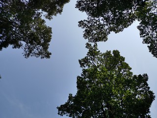 tree with blue sky in background