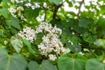 Beautiful white tung flower blooms in spring（tung tree flower）