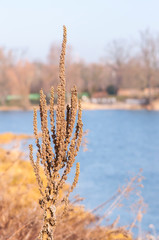 the great mullein or common mullein (Verbascum thapsus)