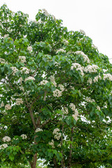 Beautiful white tung flower blooms in spring（tung tree flower）