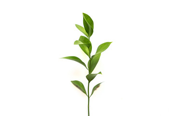 twig of ruscus plant on white background.