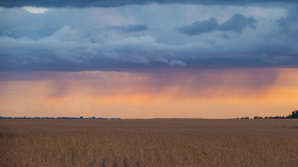 Rainy sky and clouds in the evening in the field. Fall season.