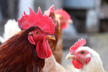 Red rooster and hens on the farm, poultry concept. Chickens in the coop, rural scene